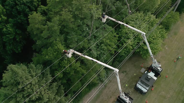 How Our Tree Care Process Works  in  Phillipsburg, NJ