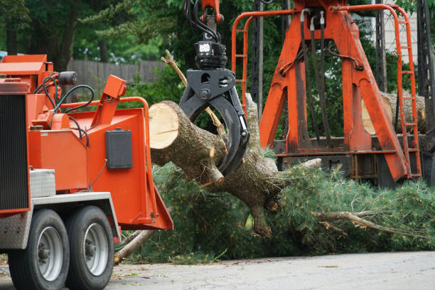 Best Tree Mulching Services  in Phillipsburg, NJ